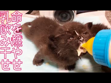 黒イモ兄妹、お姫様猫とのよもやの対面