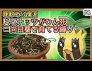 【ポケモンXY】ヒマナッツがひんしになったら『現実で向日葵を育てる縛り』（Part①）