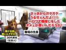 【ハローワーク】ブラック企業のみならず闇バイトまで求人を出している国営の公共職業安定所 #猫マニ #猫ミーム