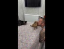ホモと見る猫を信用できない犬
