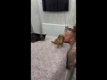 ホモと見る猫を信用できない犬