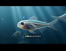 脊椎動物の始まりを8秒で体感！