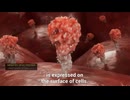 INSIDE MRNA VACCINES/メッセンジャーRNA（mRNA）ワクチンをわかりやすく解説(Japanese Audio embedded)