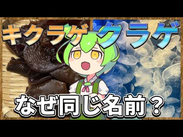 ずんだもんのたべもののヒミツ　-キクラゲのヒミツre-