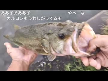 【グレコ釣り教室＠21カルカッタコンクエスト入魂？】ナマズかと思ったら、48センチのバスだった