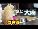 大雨で出れない【野良猫】