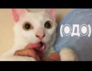 (◉Д◉) (Φ˘ᾥ˘Φ)(•ὤ•᷅) ←我が家の猫たちの顔