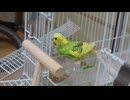 ごはん食べます。