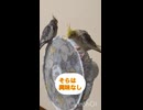 実況はそらとおばちゃん