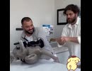 ポムと見るネコの採尿
