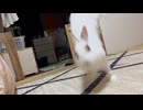 うちのうさぎ