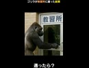 もしゴリラが教習車に通ったら!?車内で起こった予想外の出来事とは…