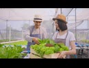 Couple Working in a Greenhouse Harvesting Lettuce