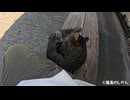 ちょっとやんちゃなキジトラ猫がかっわいい！！