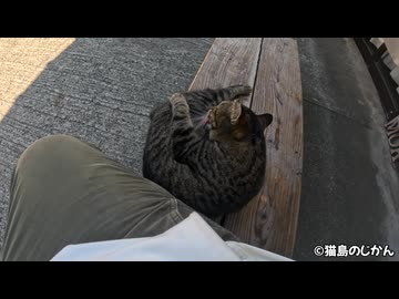 ちょっとやんちゃなキジトラ猫がかっわいい！！