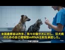 今、アメリカで、何と我々の猫ちゃんやワンちゃんに対して、自己増殖型mRNAワクチンが獣医によってバンバン打たれているという衝撃情報が流れています。 この注射の名前は「ノビバック・ネクスト」‼️