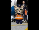 □世界を旅する子猫ダンスまとめ□ 10種類の乗り物アドベンチャー✈️□□