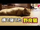 昼寝してたら 横で寝てた【野良猫】