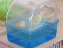 今日は結構やった インコの下手な水浴び2025年9月22日