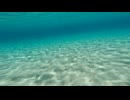 Swimming Along Seabed POV 02