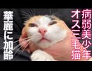 【悲報】病弱美少年オス三毛猫、おっさんになる