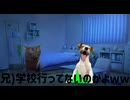 初猫ミーム！日常生活を猫ミームで作ってみた！