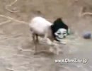 【再うｐ】900色のマツナガ動画
