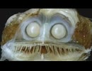 ホモと見るオバＱみてぇな深海魚親子