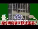 フクロモモンガは動かない #フクロモモンガ #おはモモンガ #切り抜き #切り抜き動画 #sugarglider【ニコニコ生放送ではマイクミュートだったのでバックアップからあげ直し】