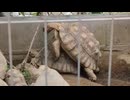 ママあれ何してんの?　新素材