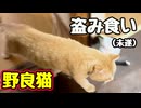 【盗み食い】ダメなのは分かってるみたいですが…【野良猫】