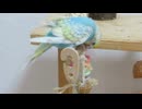 止まり木をかじる ふきつける カキカキ 毛繕いインコ キンカチョウとジュウシマツも映る2025年9月23日