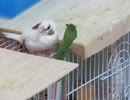 エサの近くにジュウシマツ お気に入りの場所 インコとキンカチョウも映る2025年9月23日