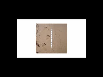 天国/ひらぎ【繭 cover】