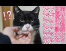 住宅街の名物猫たち、引退後に響き渡るフギャアアアアア