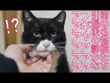 住宅街の名物猫たち、引退後に響き渡るフギャアアアアア