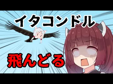 イタコンドル飛んどる