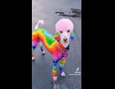 ホモと見る犬たちをおしゃれに変身させるドッグスタイリスト