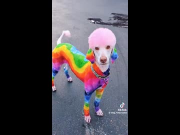 ホモと見る犬たちをおしゃれに変身させるドッグスタイリスト