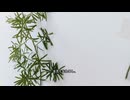 植物の進化が地球を変えた瞬間！