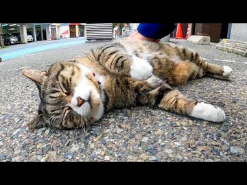 【駐車場の主】堂々と寝そべる猫をナデナデしてみたｗｗ