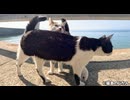 浜辺に集まる島猫達