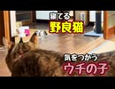 いつもの遠慮 どこいった？【野良猫】