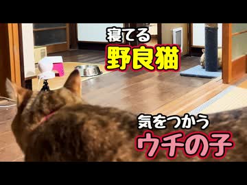いつもの遠慮 どこいった？【野良猫】