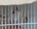 ロープをつつくジュウシマツ エサを食べるインコ じっとしてるキンカチョウ2025年9月24日