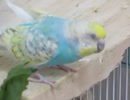小松菜の近くで口をパクパクさせるインコ 傍で鳴いてるキンカチョウ2025年9月24日