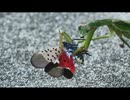 9月の庭の生き物２