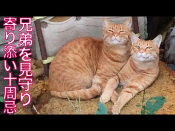 心優しきナイーブ猫、兄弟に寄り添った十周忌