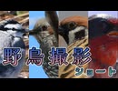 野鳥撮影ショート