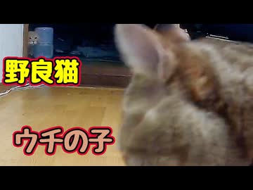 ガッツリ のぞく【野良猫】